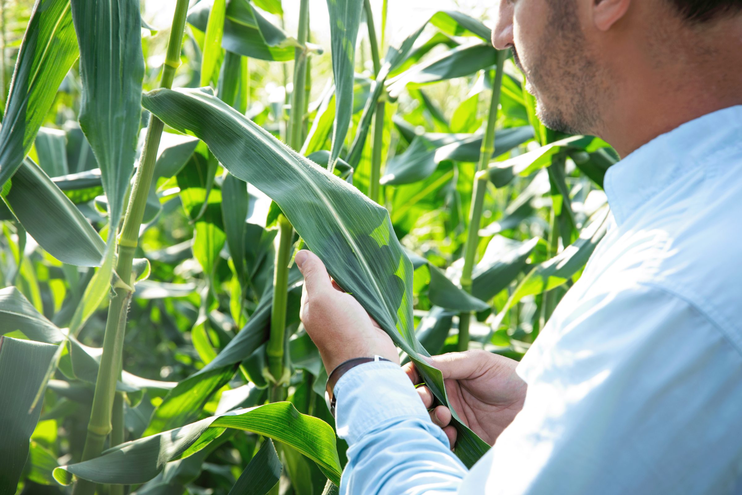 Grower inspecting a sweet corn leaf in the field