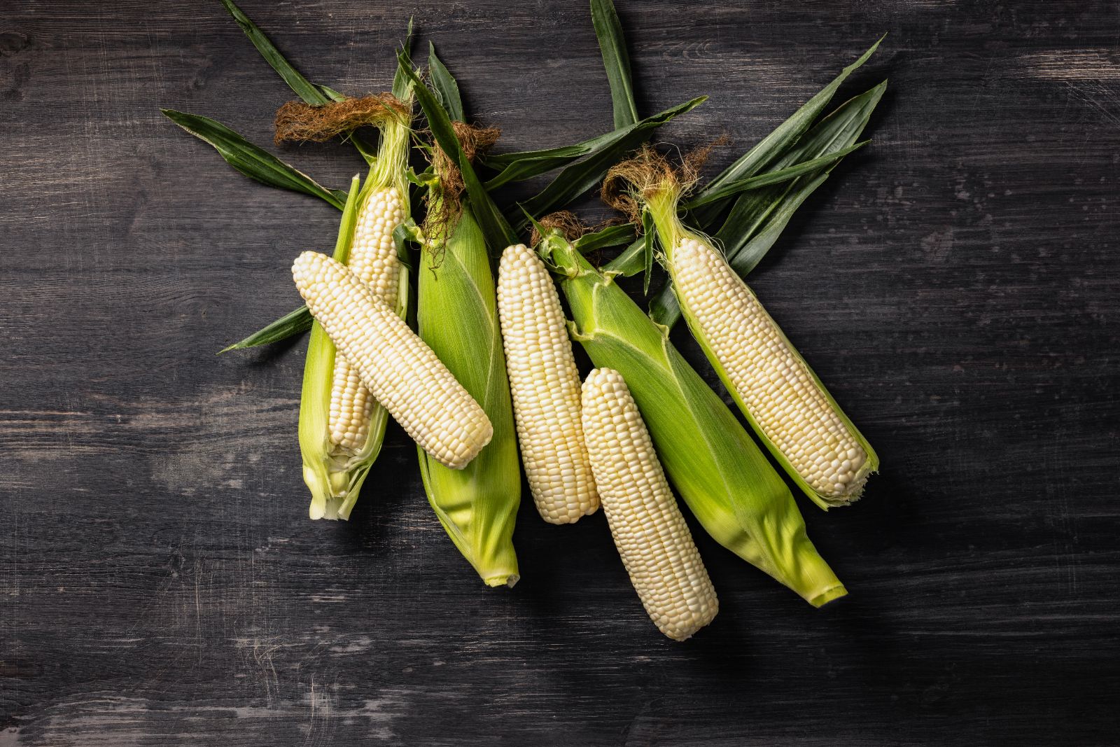 MAGNOLIA MXR white sweet corn