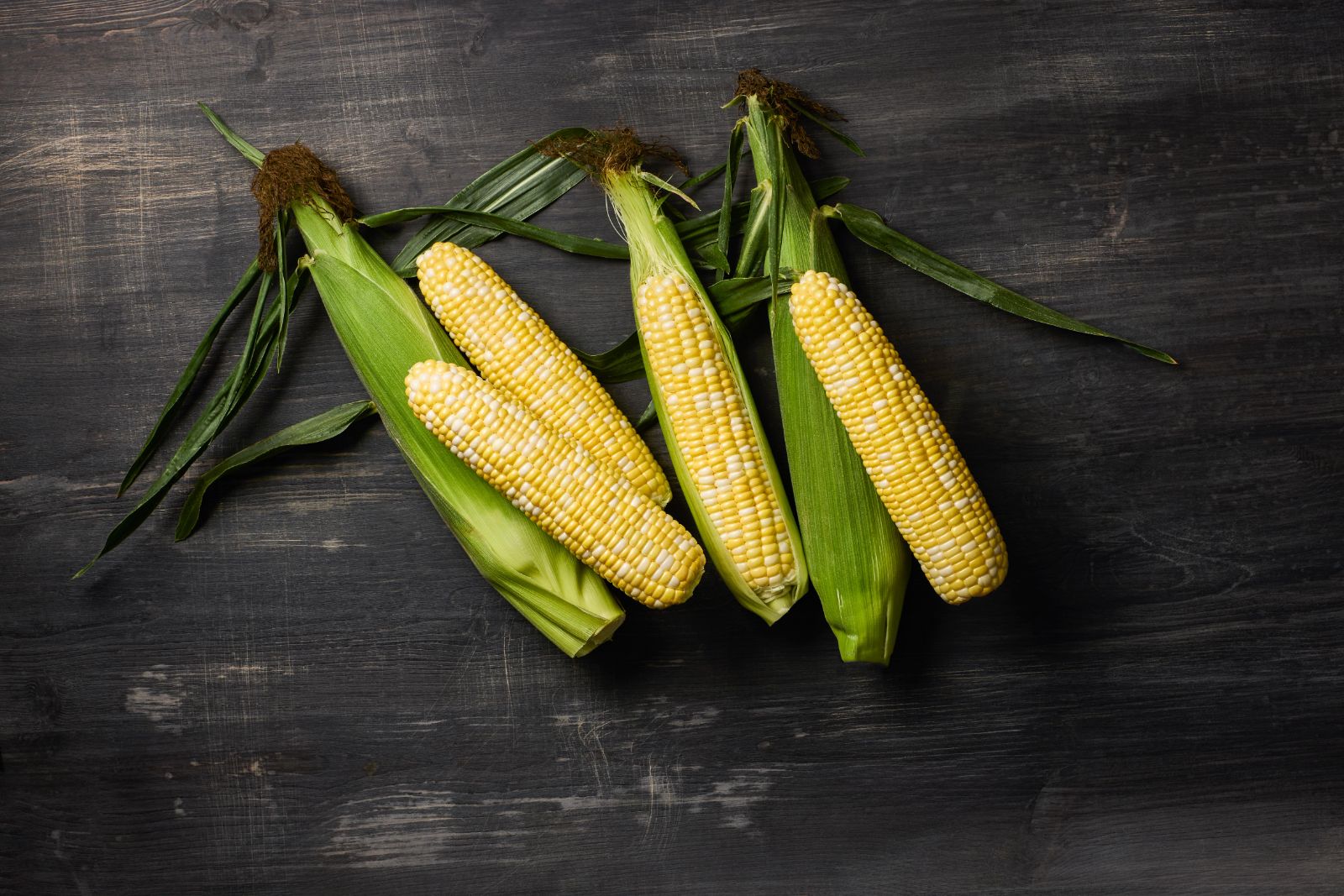 TROUBADOUR XR sweet corn